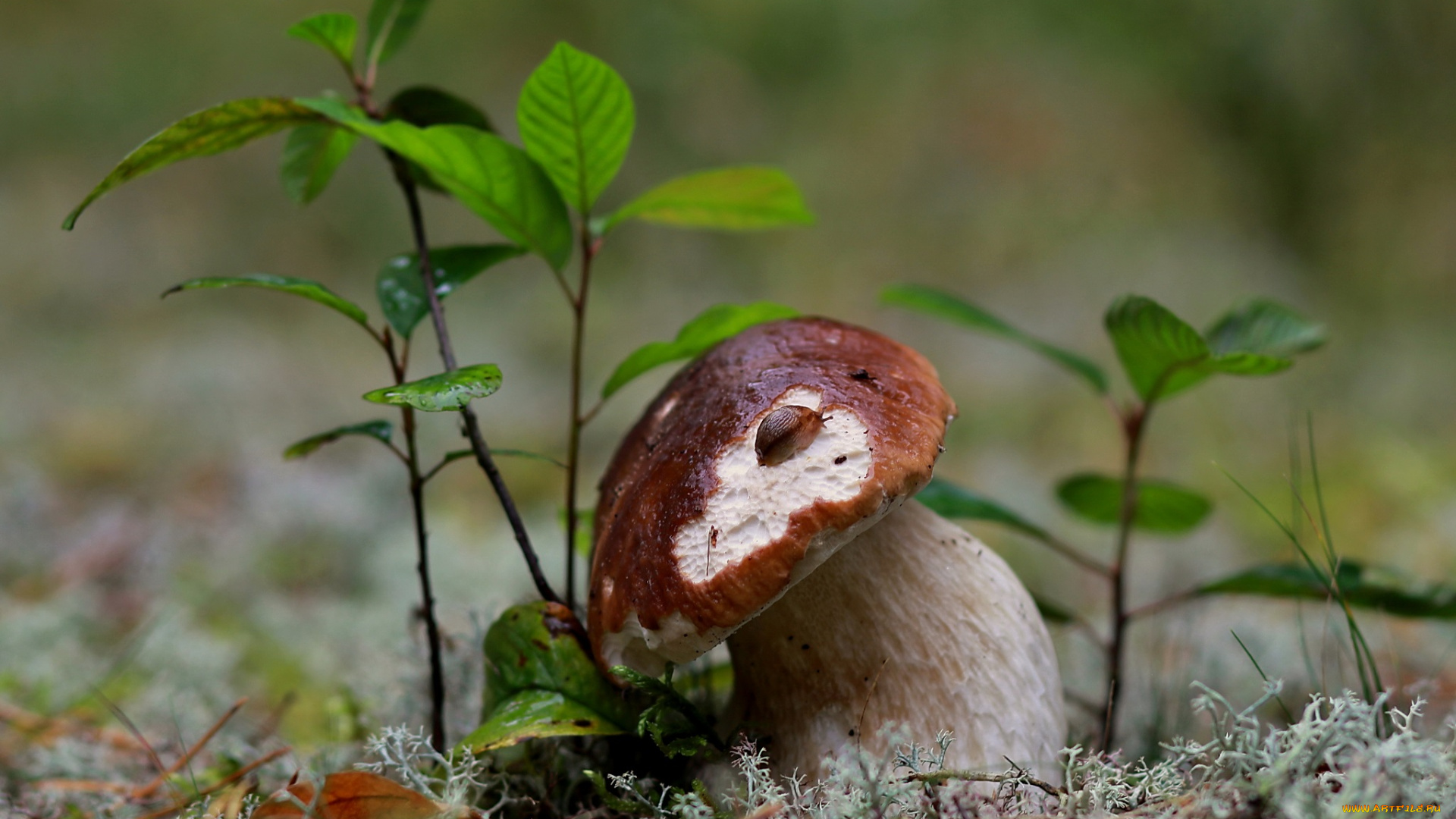 природа, грибы, октябрь, подосиновики, мох, листья, лес, осень, трава, сентябрь, репортаж, прогулка