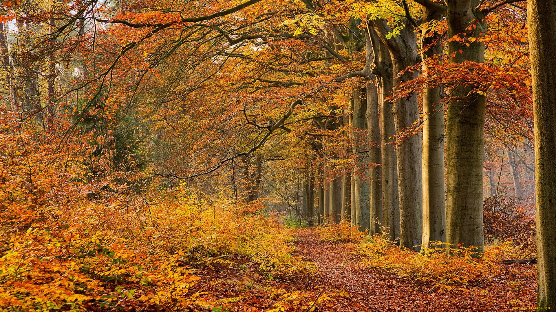 природа, лес, простор