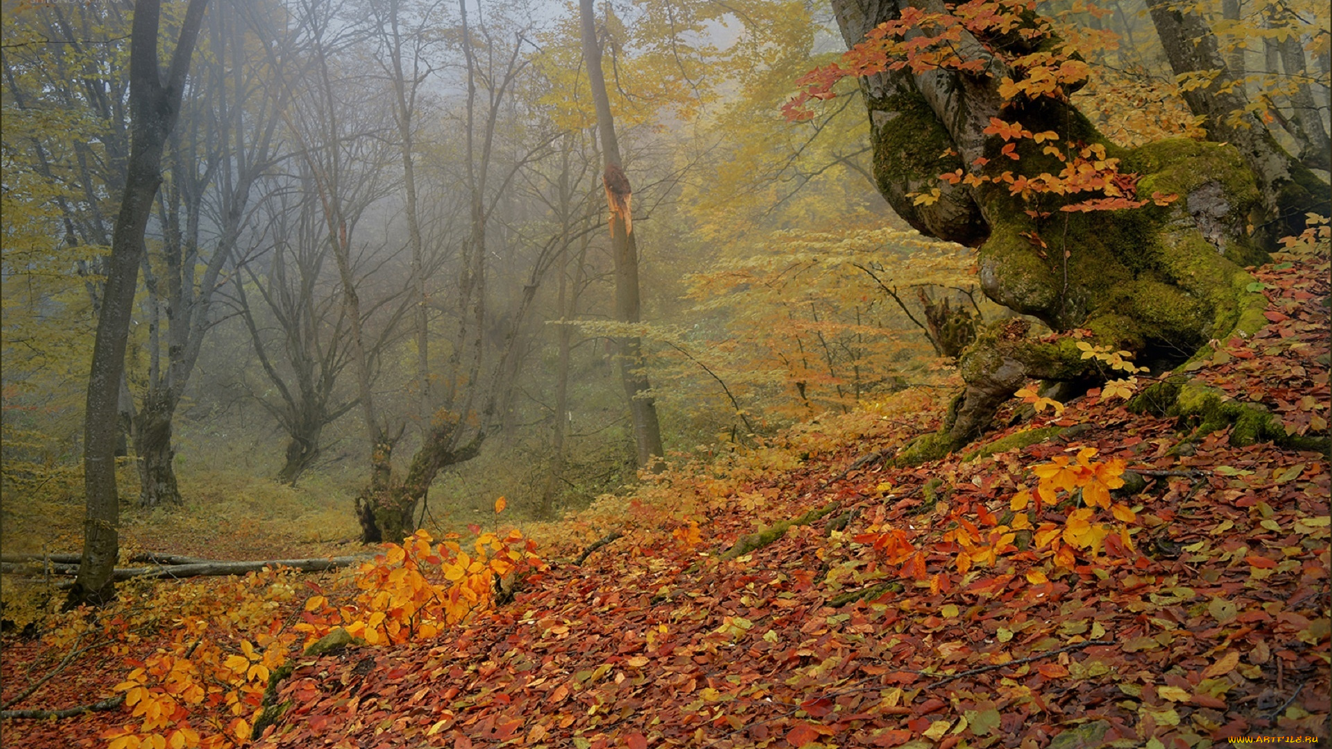 природа, лес, шипунова, ирина, кабардино-балкария, осень, золотая, деревья