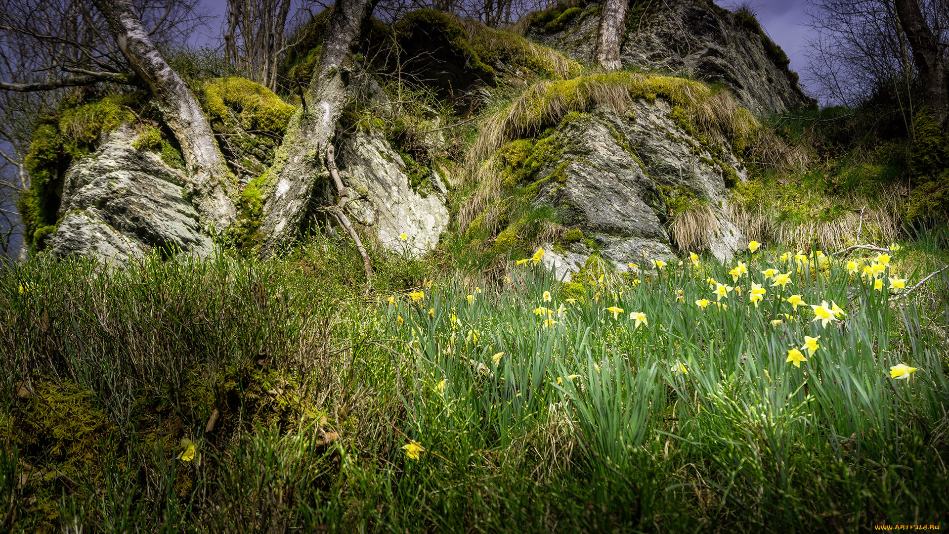 природа, луга, простор