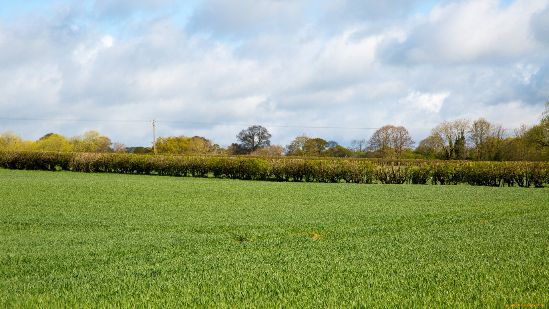 природа, луга, трава