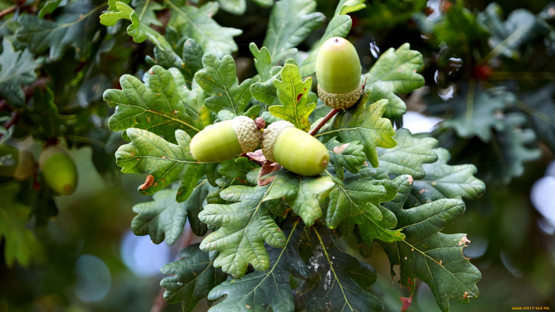 природа, шишки, , жёлуди, , каштаны, желуди, ветка, дуб