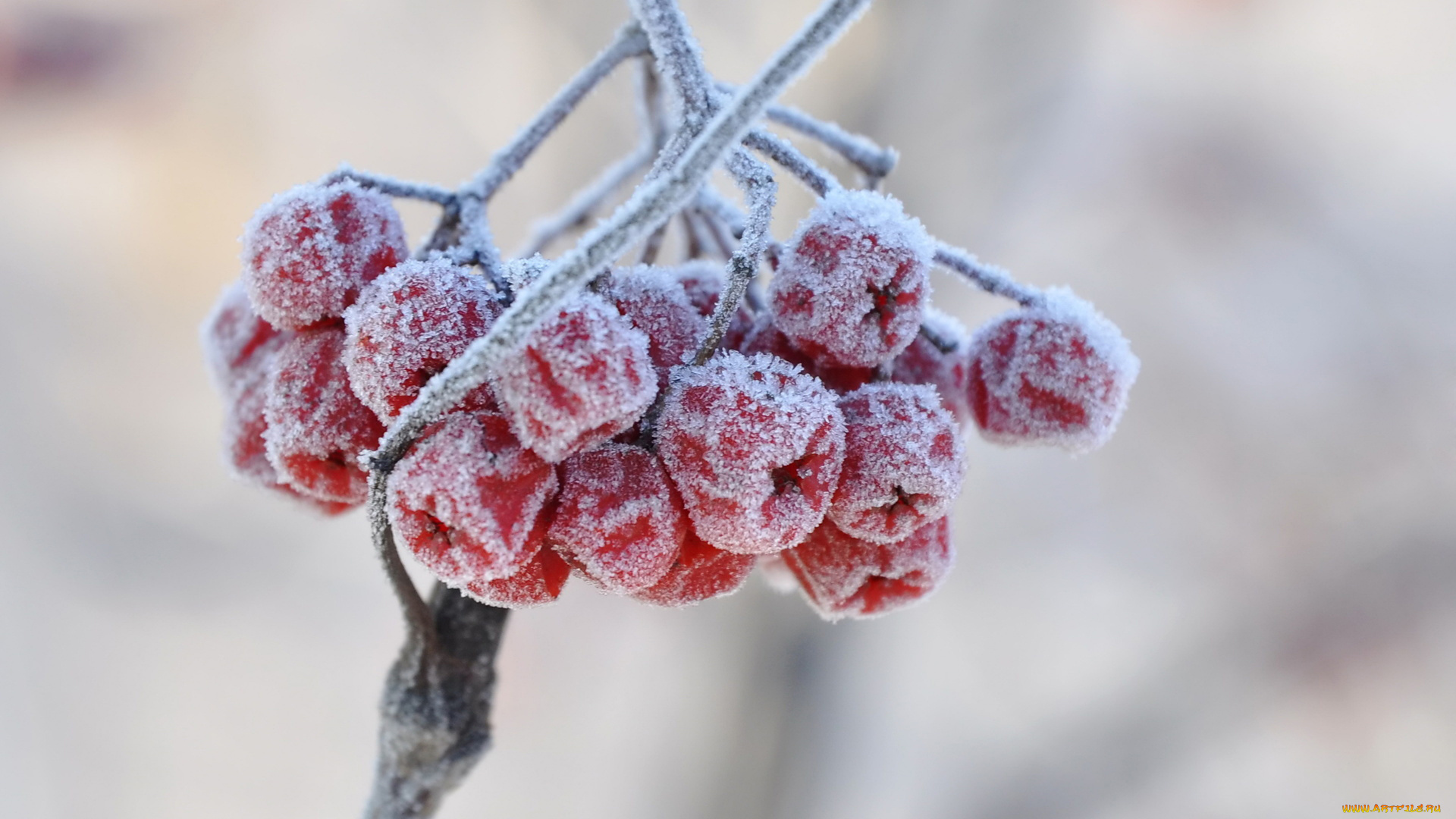 природа, Ягоды, , рябина, ягоды, рябина, иней