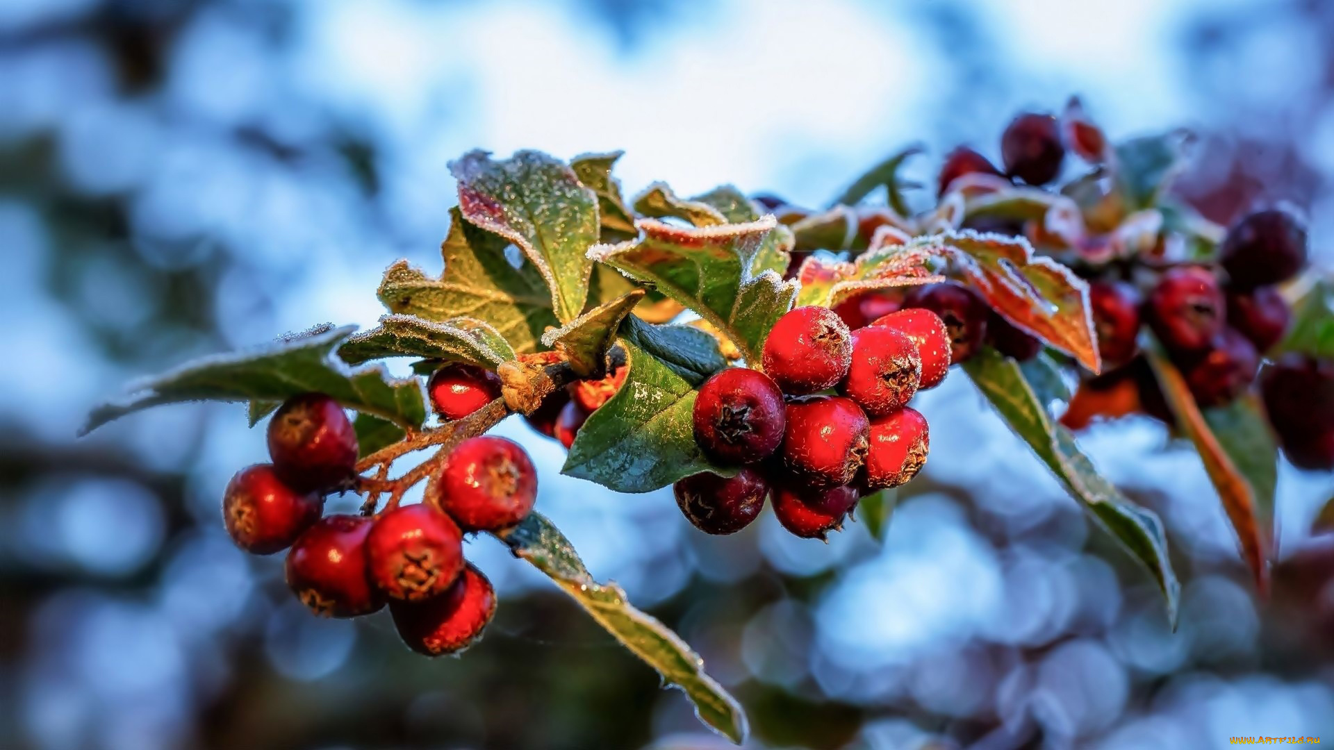 природа, Ягоды, боярышник