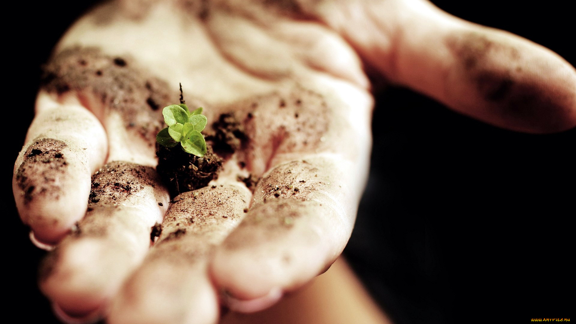 разное, руки, росток, ладонь