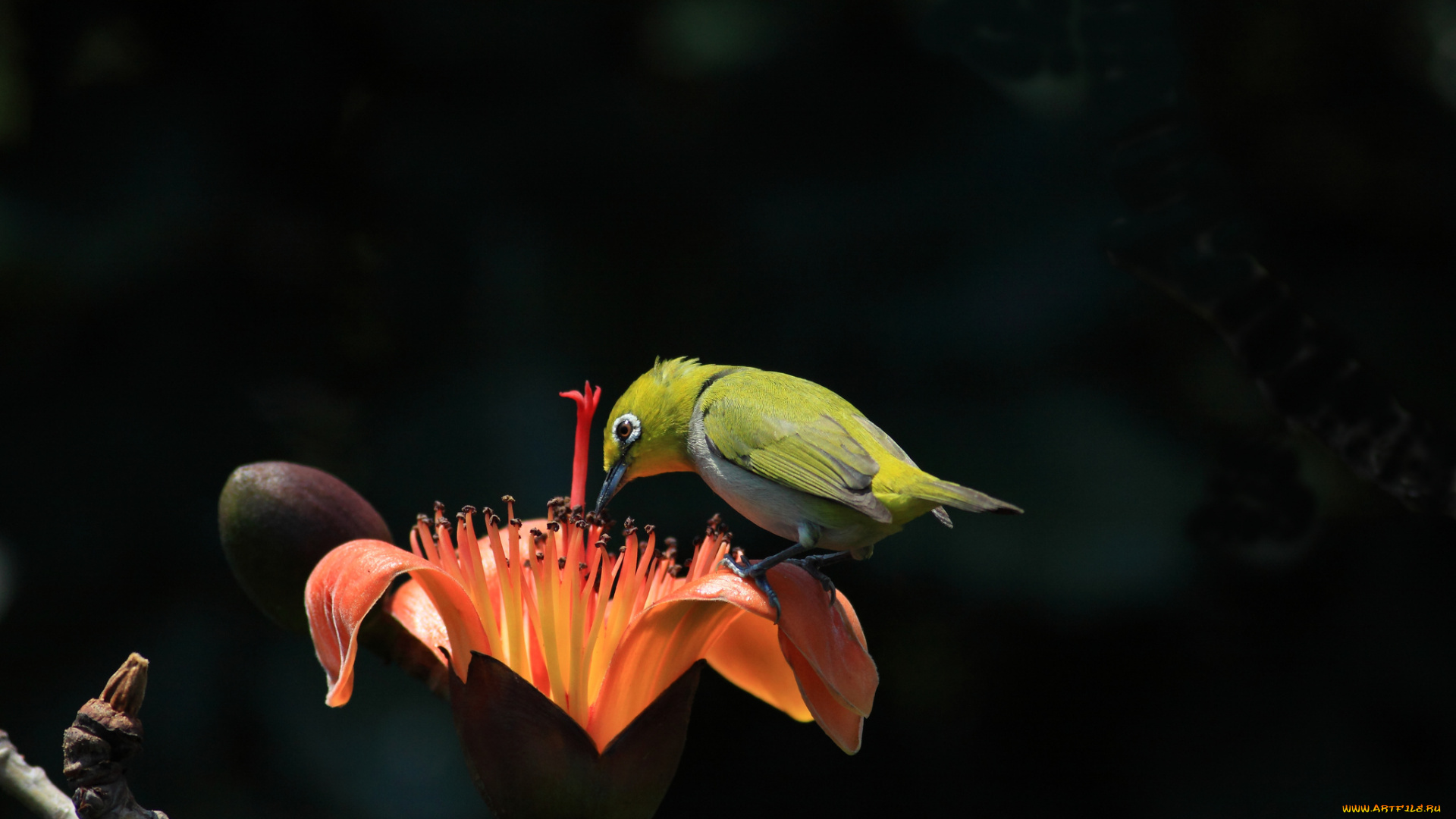 животные, белоглазки, былый, глаз, хлопковое, дерево, тропики, цветы, ветка, белоглазка, hon, cheong, птичка
