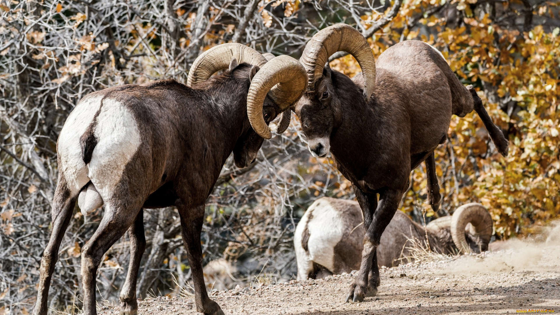 животные, овцы, , бараны, стычка, рога, бараны
