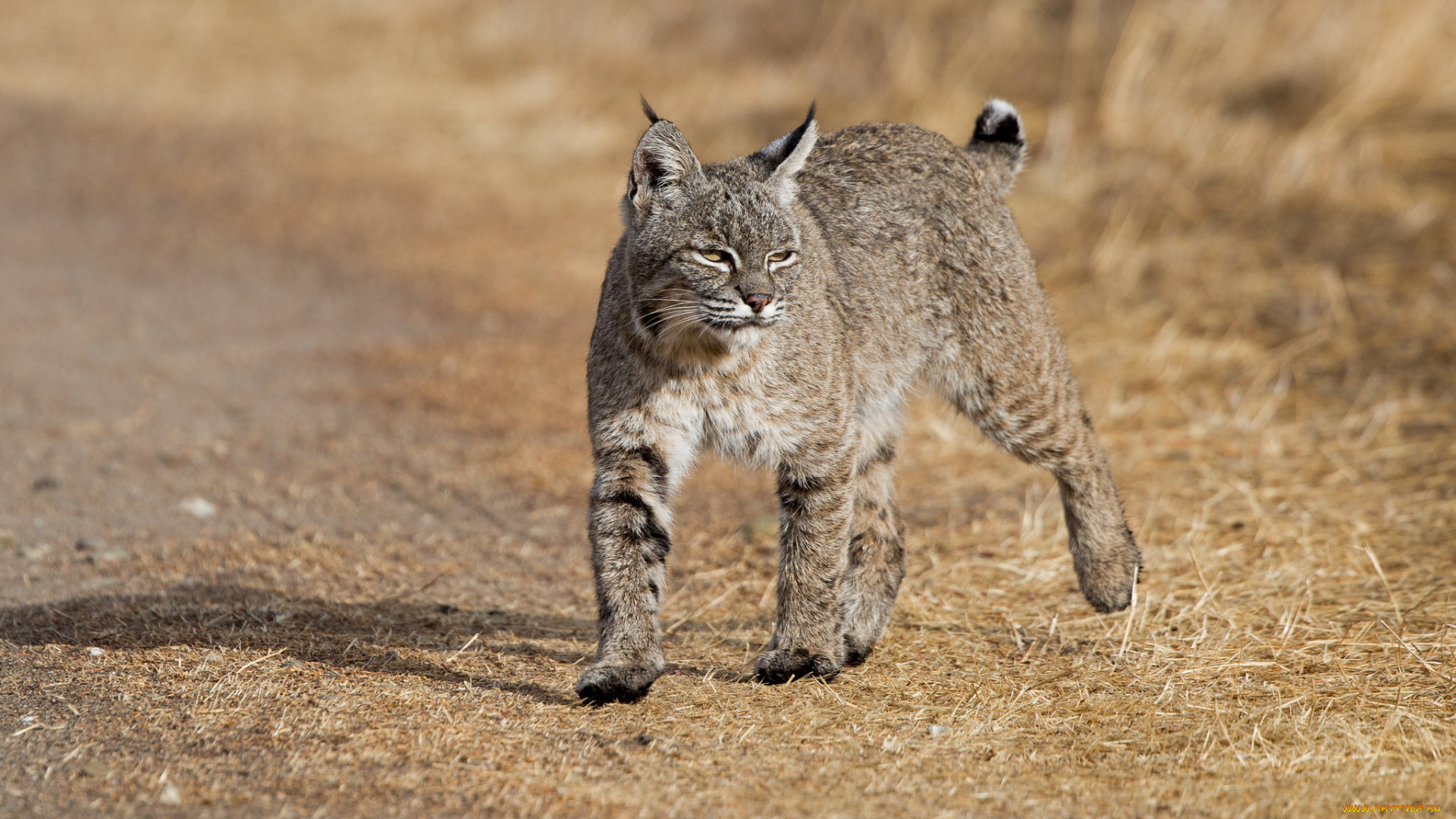 животные, рыси, природа, животное, рысь