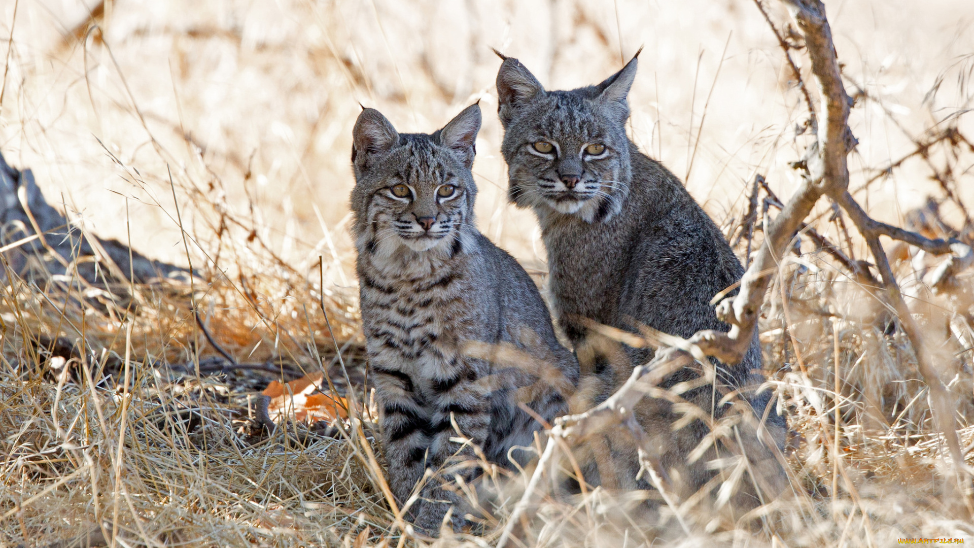 животные, рыси, трава, природа, пара
