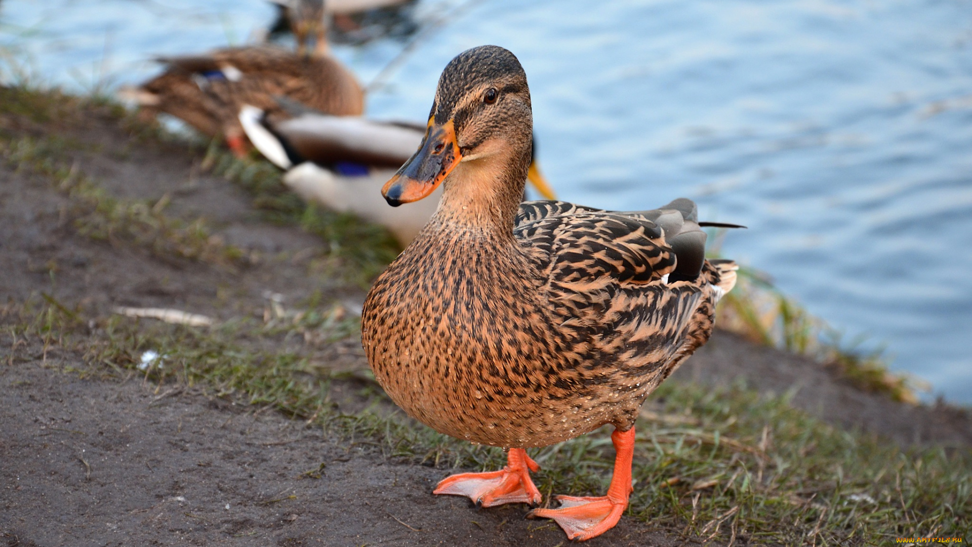 животные, утки, птицы, природа, осень, кряква