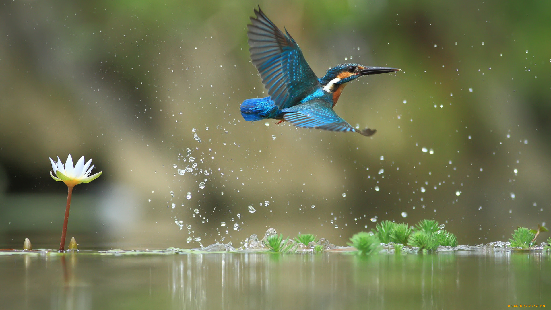 животные, зимородки, вода, полет, улов, водяная, лилия, птицa, зимородок