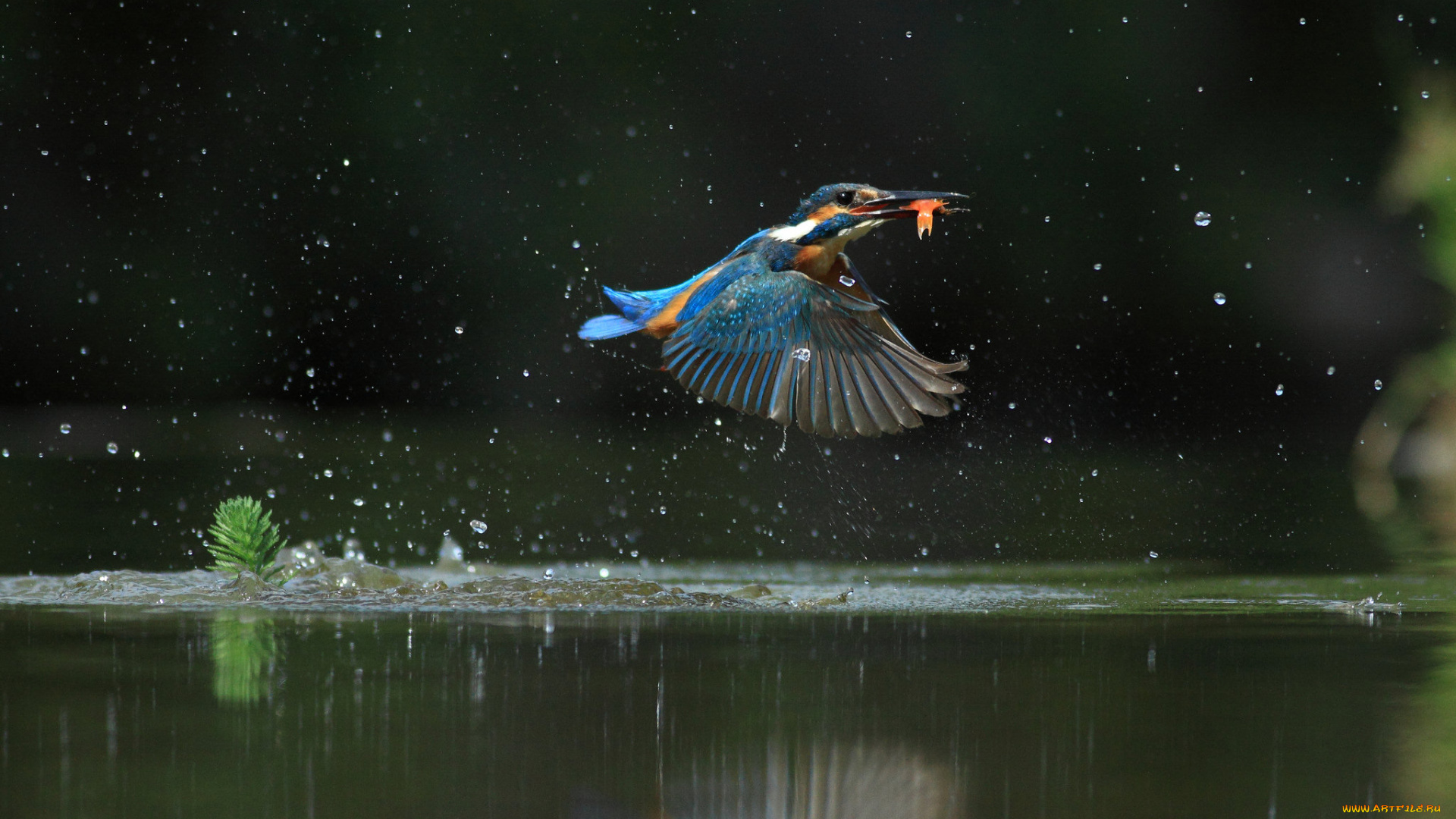 животные, зимородки, зимородок, птицa, улов, полет, вода, брызги