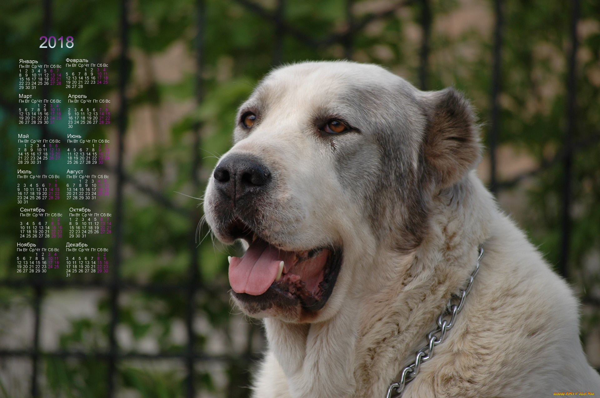 календари, животные, собака, взгляд, морда