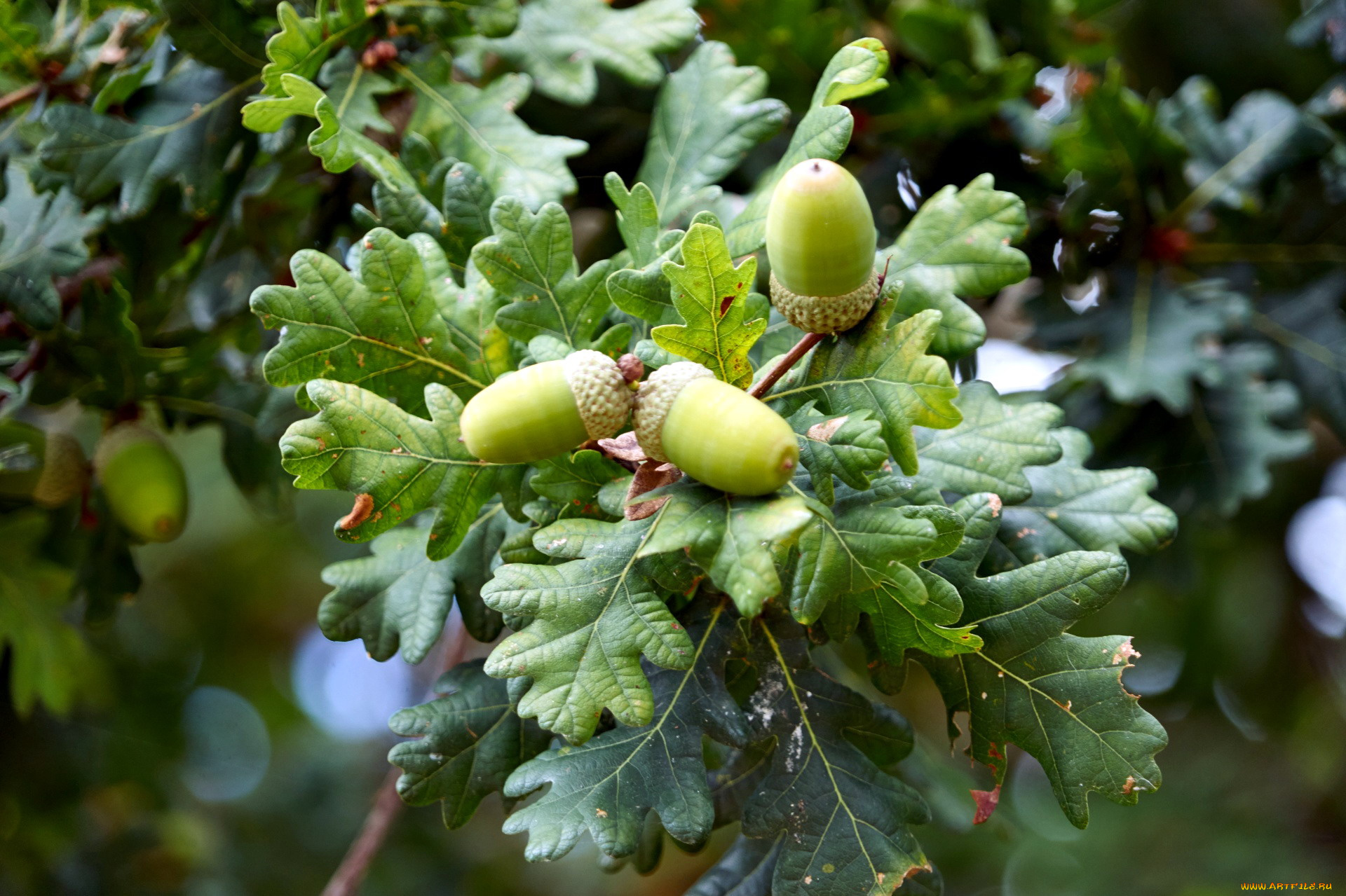 природа, шишки, , жёлуди, , каштаны, желуди, ветка, дуб