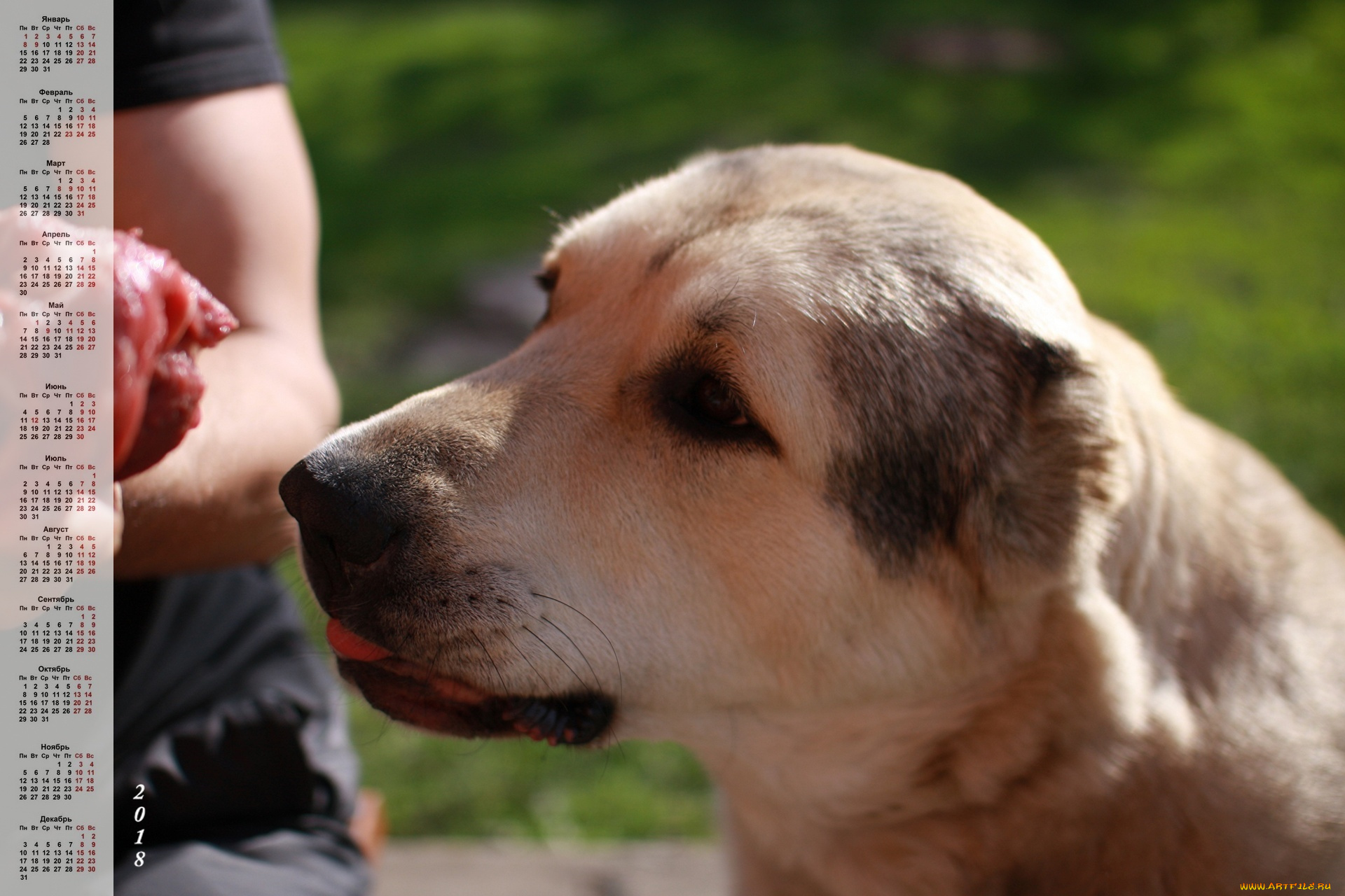 календари, животные, профиль, собака, взгляд, морда