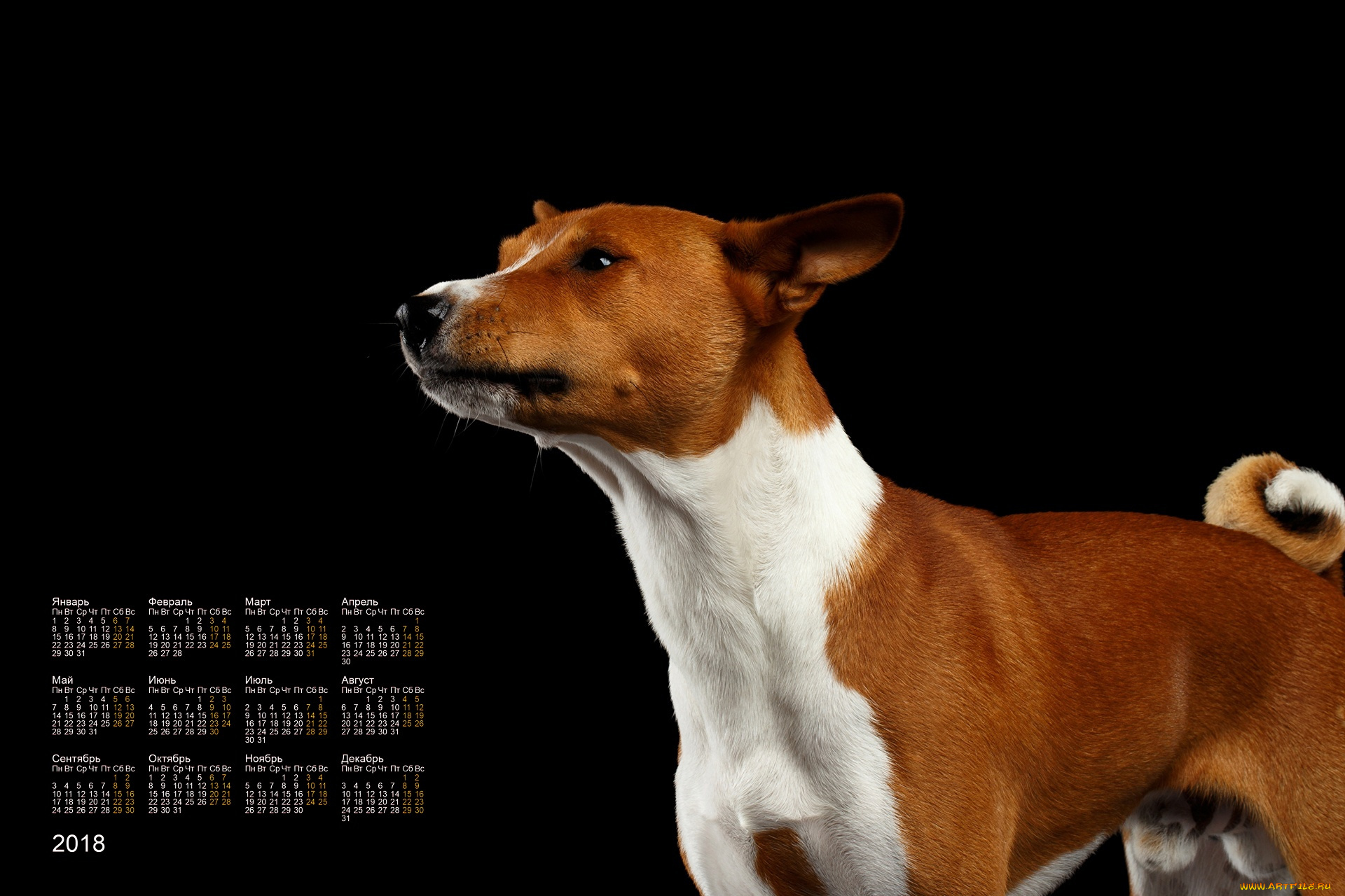календари, животные, собака, профиль, черный, фон