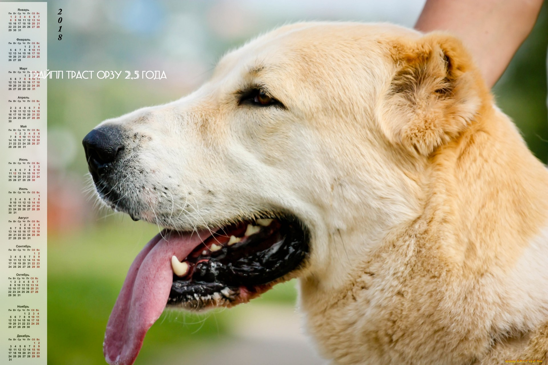 календари, животные, взгляд, собака, профиль, морда