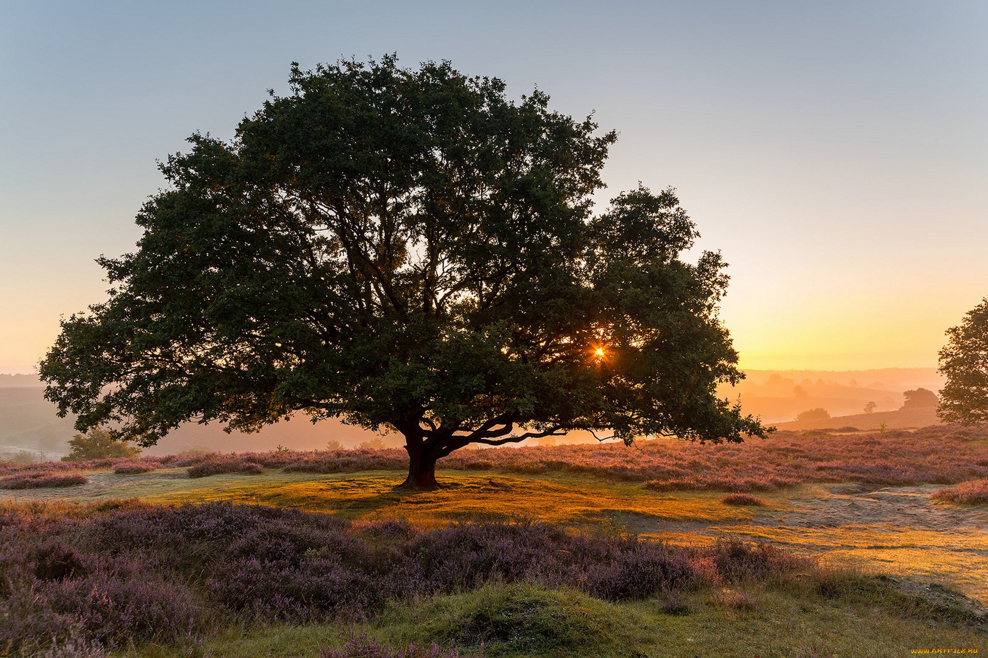 природа, деревья, простор