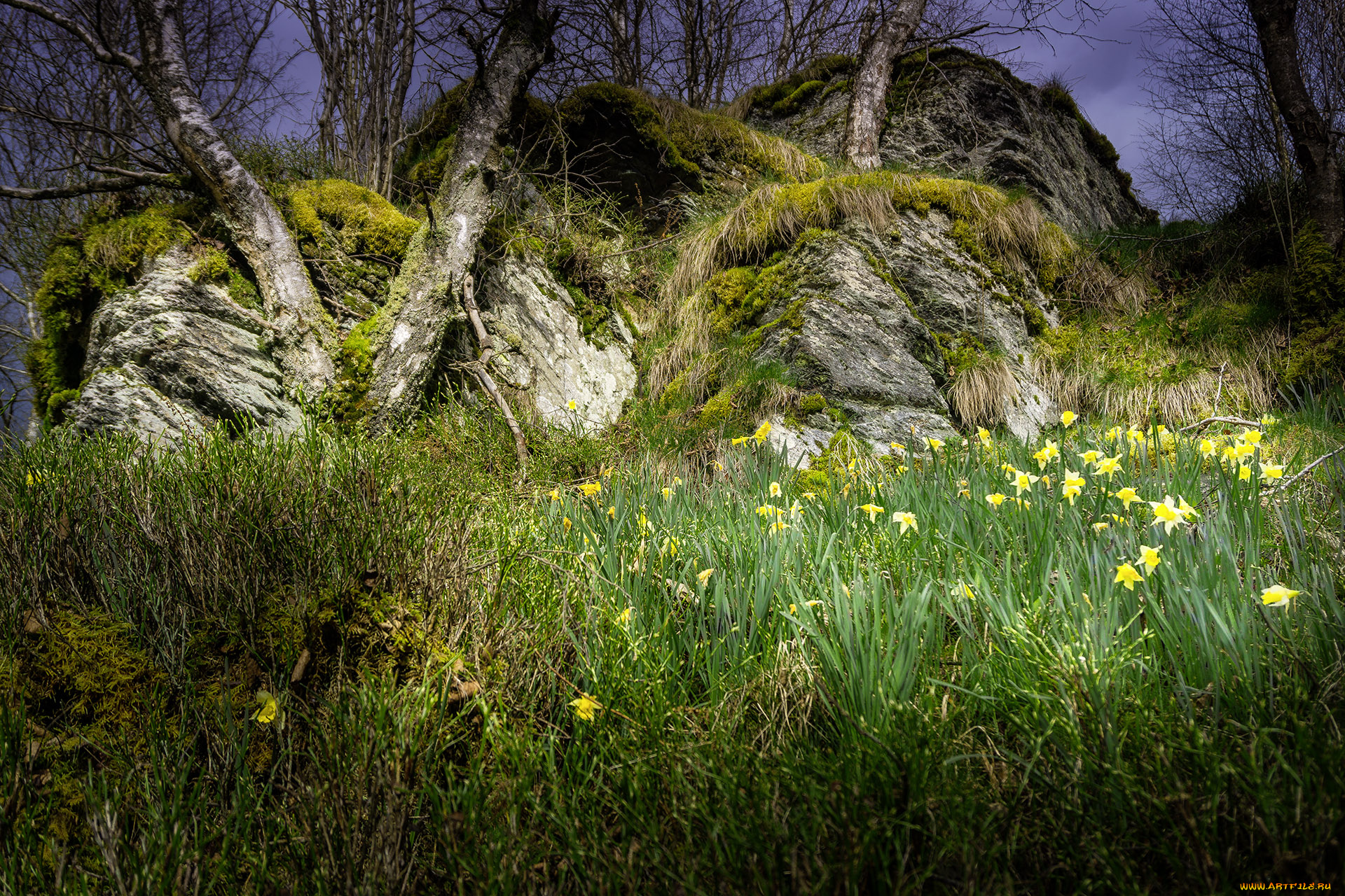 природа, луга, простор