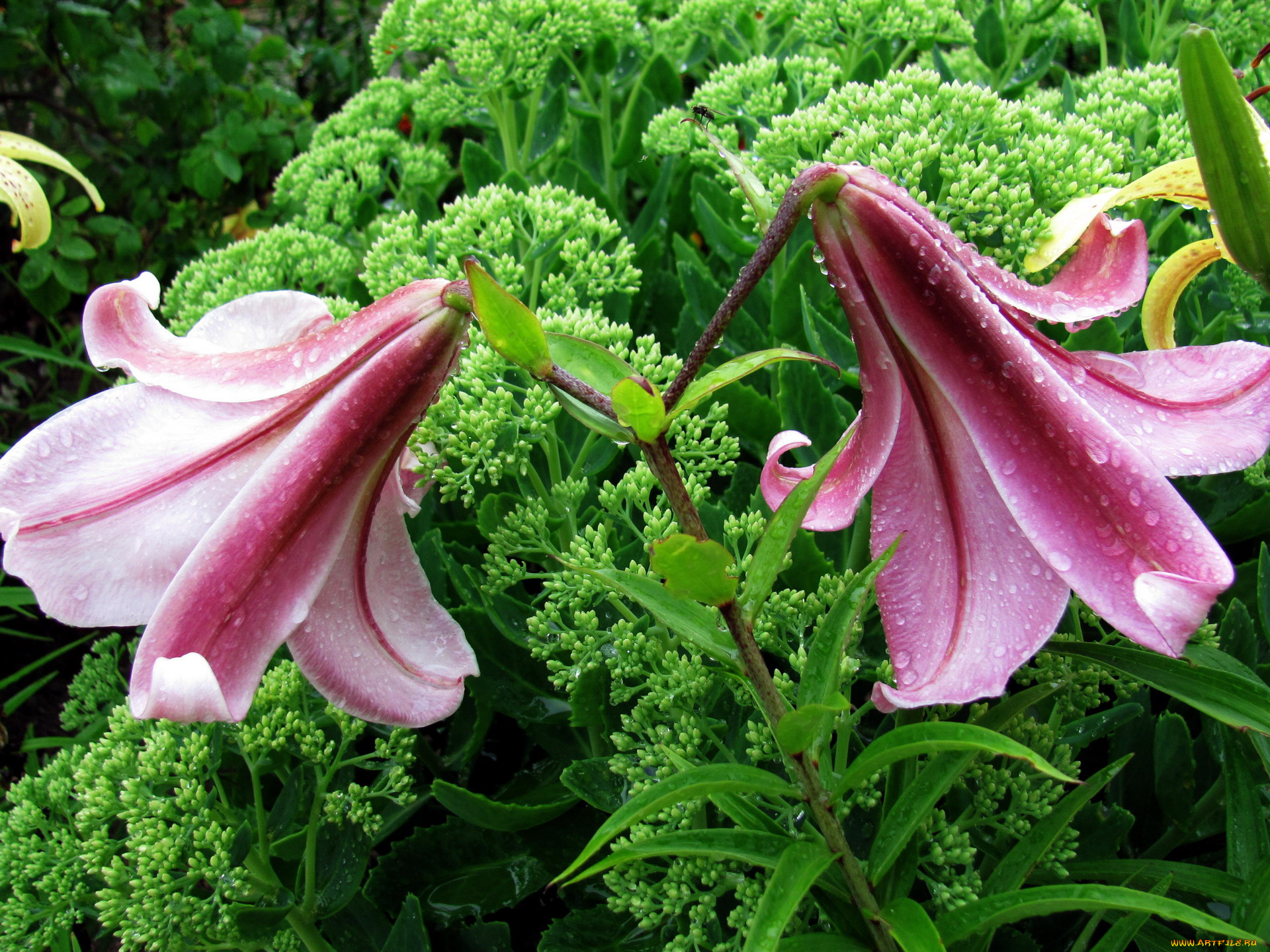 цветы, лилии, , лилейники, капли