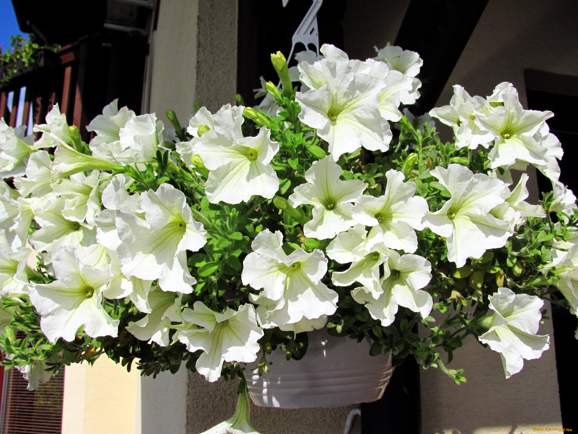 цветы, петунии, , калибрахоа, белый