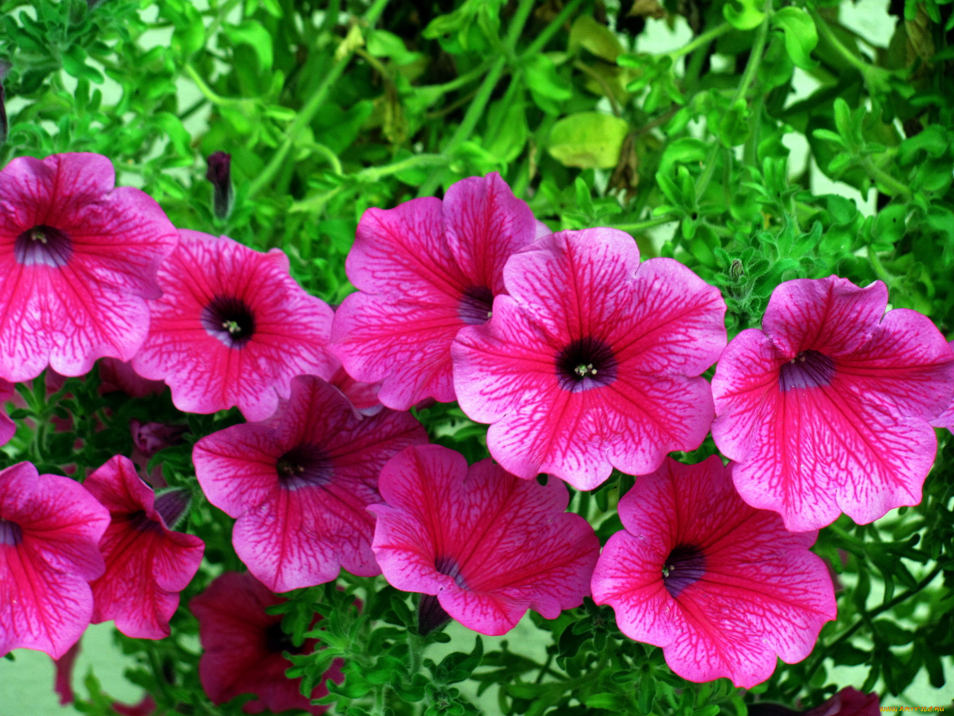 цветы, петунии, , калибрахоа, розовый