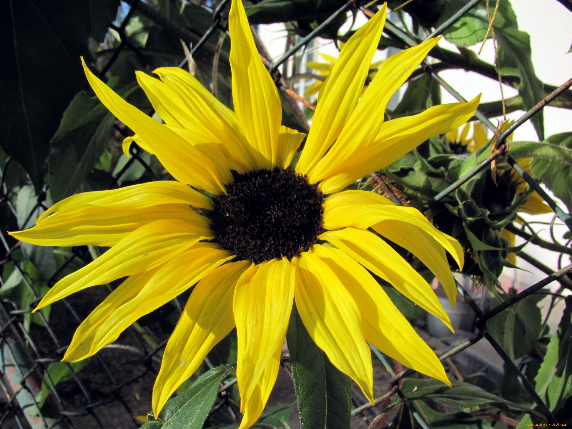 цветы, подсолнухи, желтый