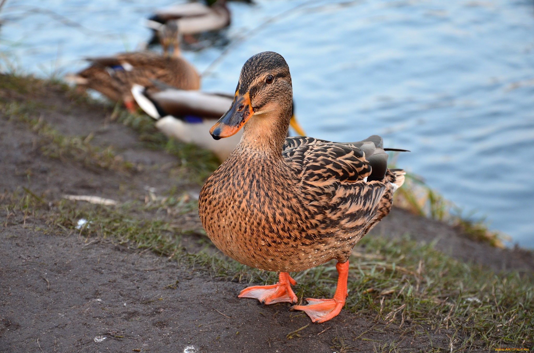 животные, утки, птицы, природа, осень, кряква