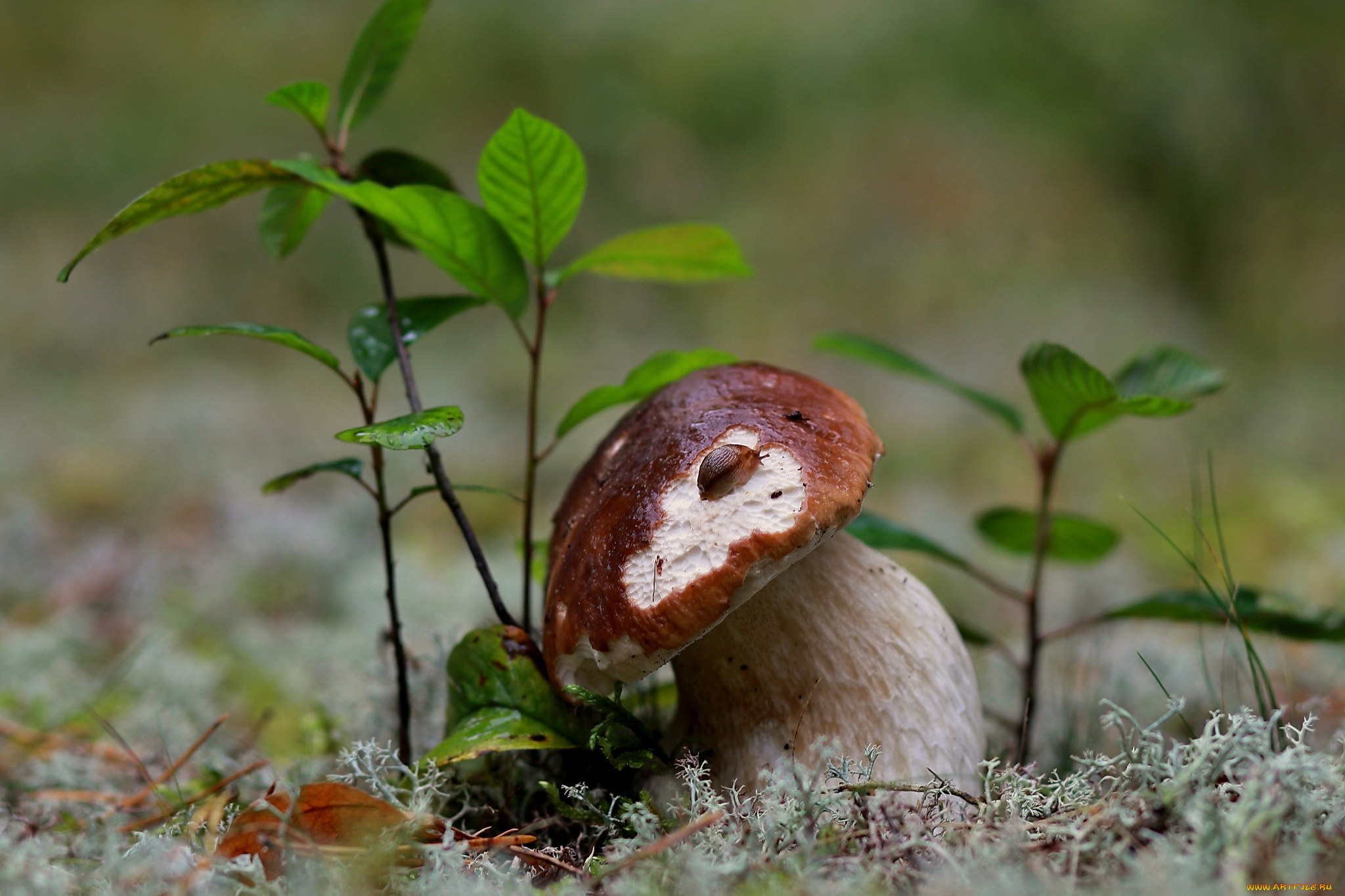 природа, грибы, октябрь, подосиновики, мох, листья, лес, осень, трава, сентябрь, репортаж, прогулка
