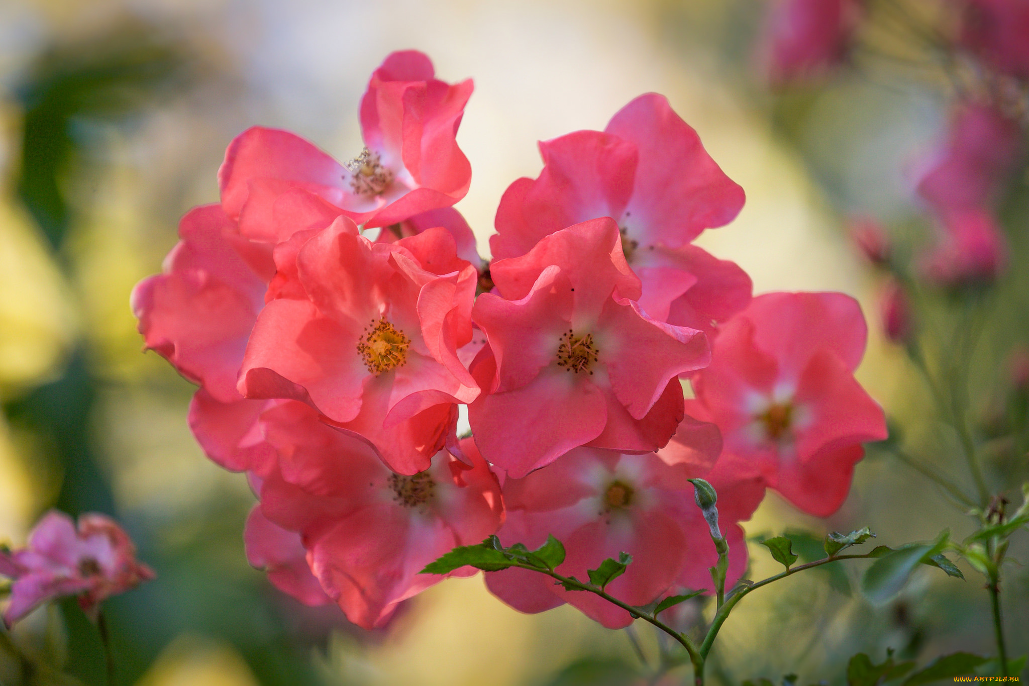 цветы, розы, бутон, роза, bloom, bud, цветение, rose