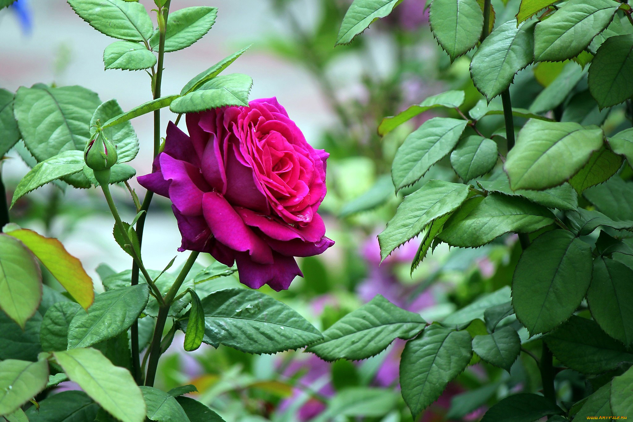 цветы, розы, розовый