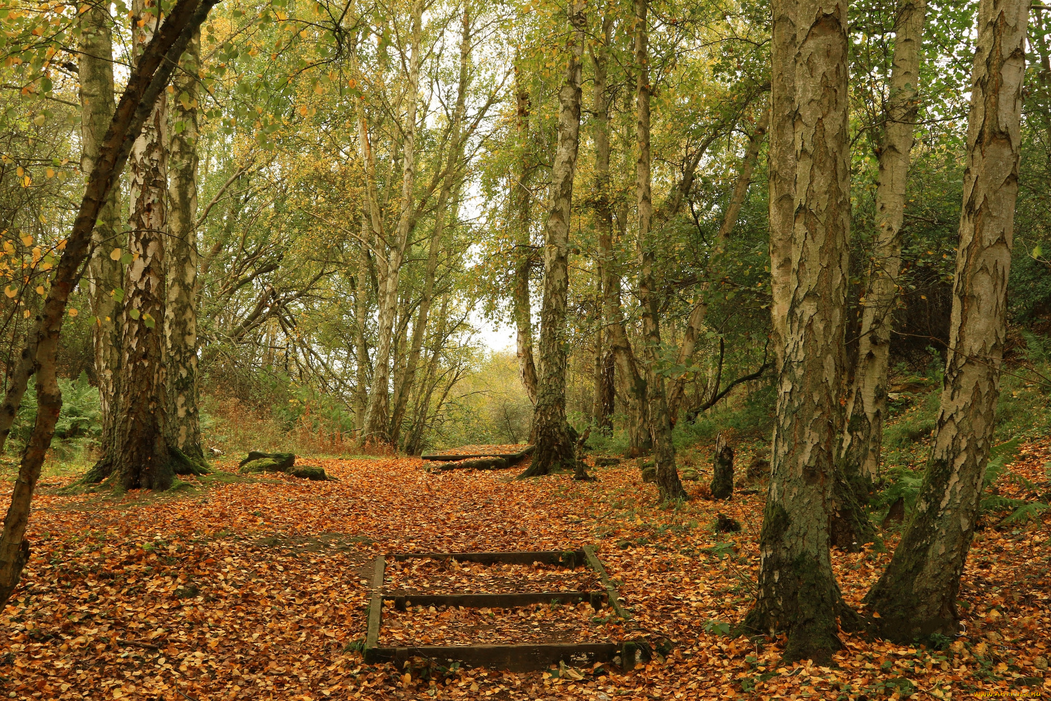 природа, лес, простор