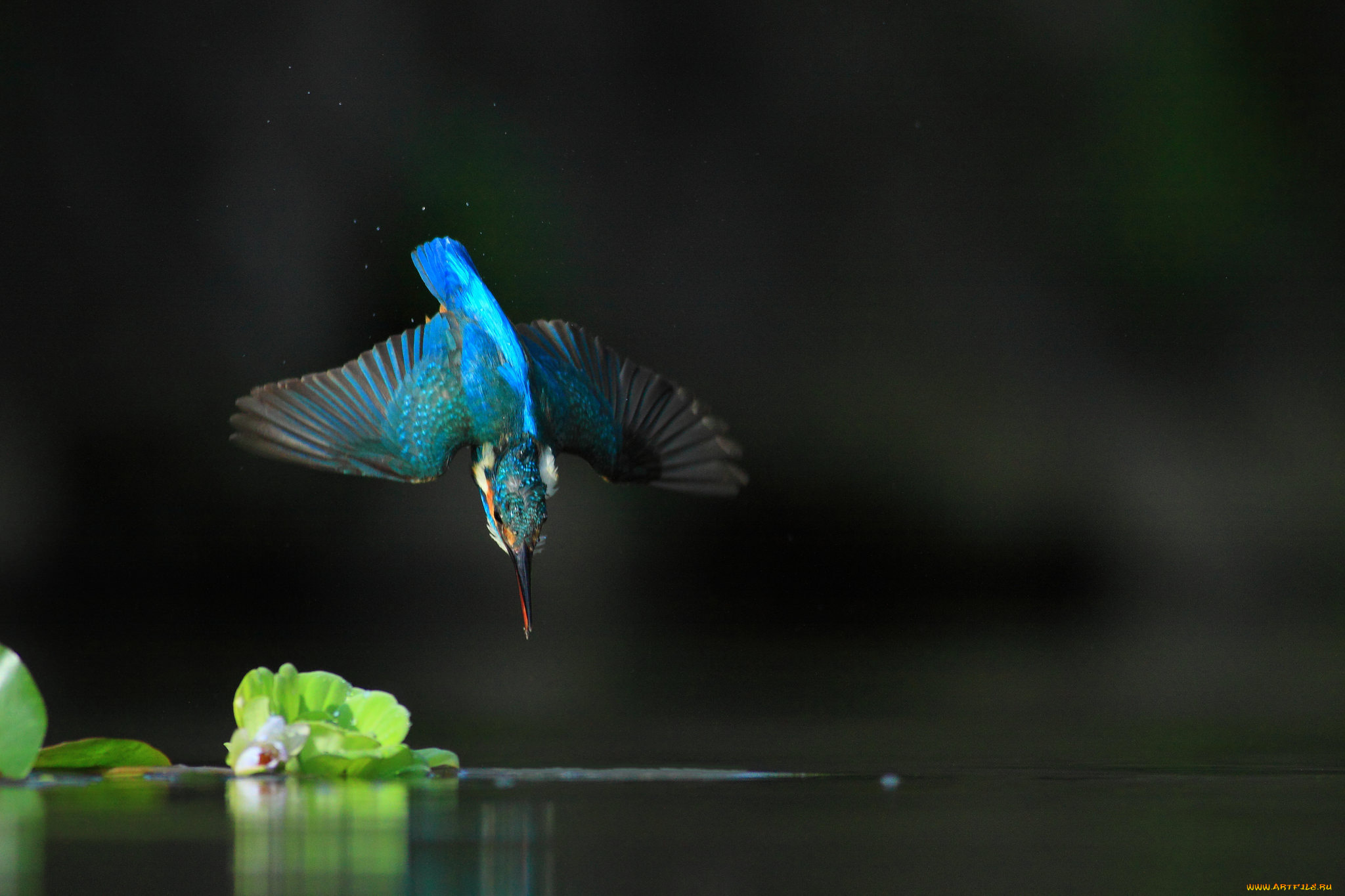 животные, зимородки, птицa, вода, полет, зимородок