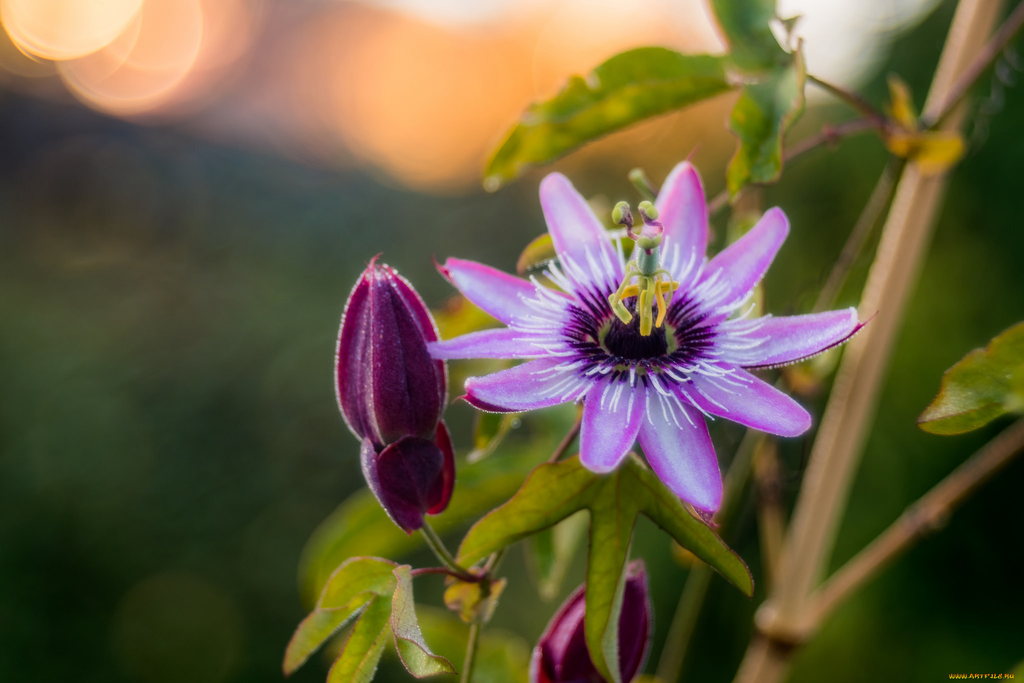 цветы, пассифлора, бутоны, цветение