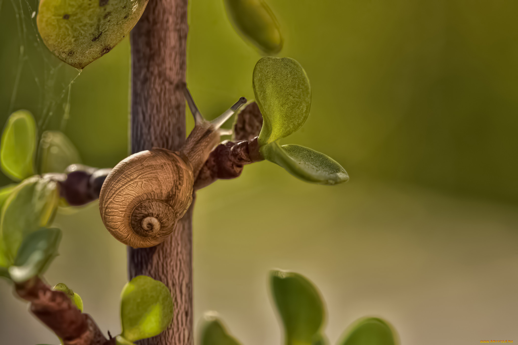 животные, улитки, ветка, листики, улитка, макро