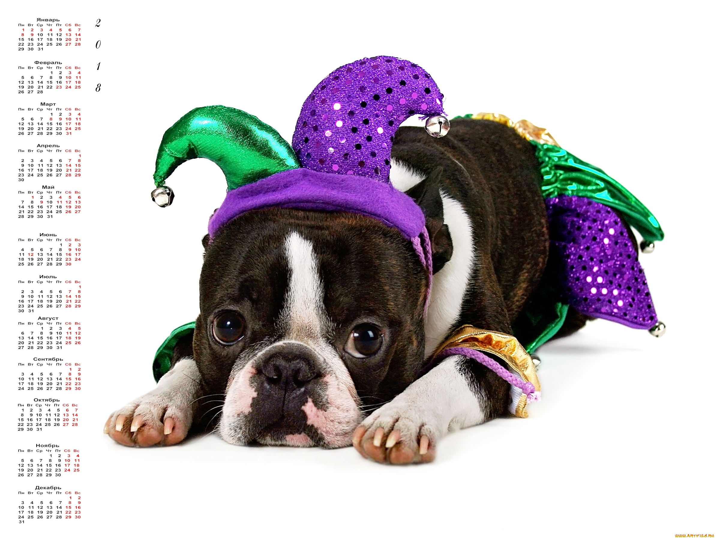 календари, животные, собака, взгляд, костюм, белый, фон