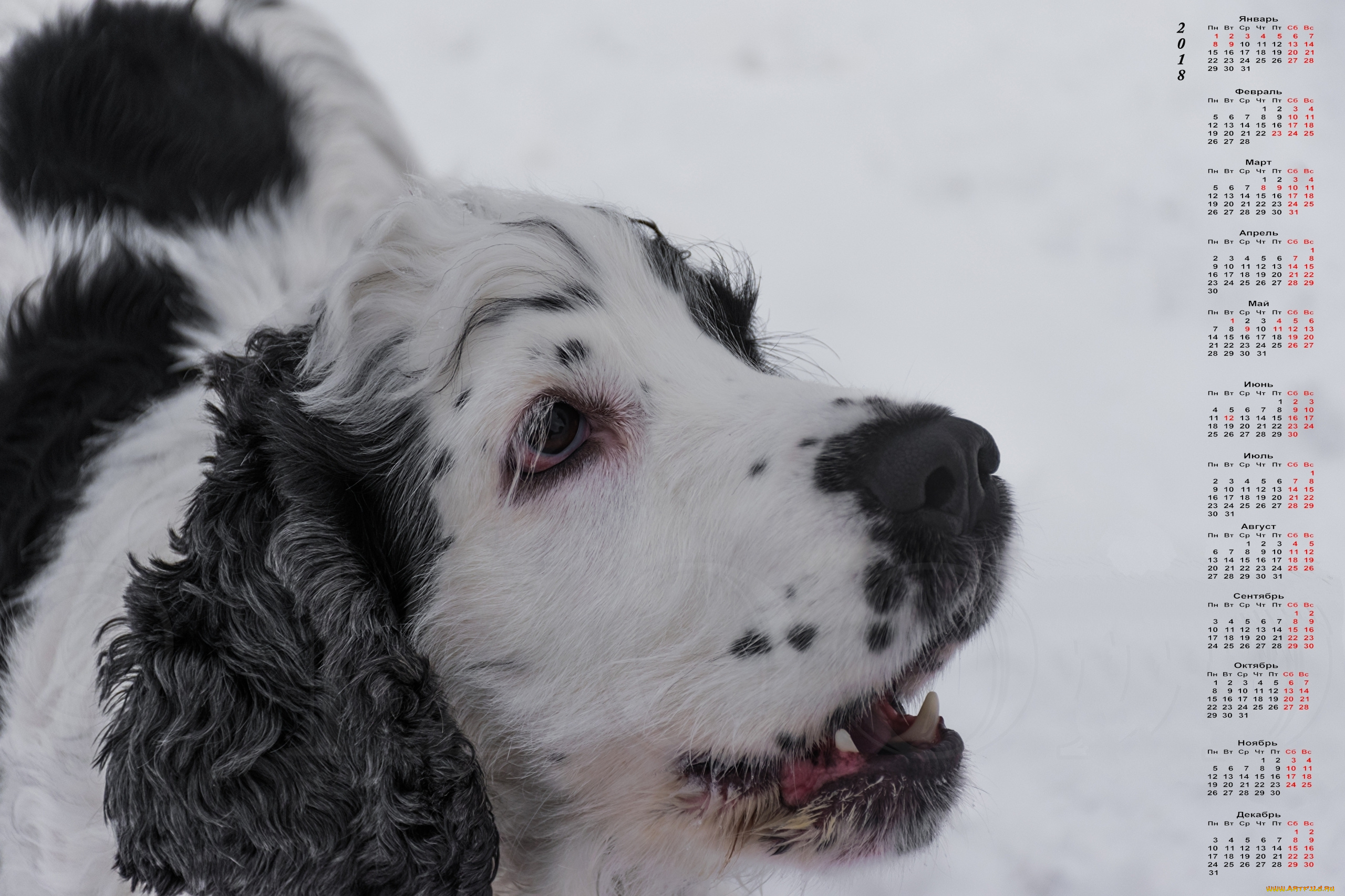 календари, животные, взгляд, морда, собака