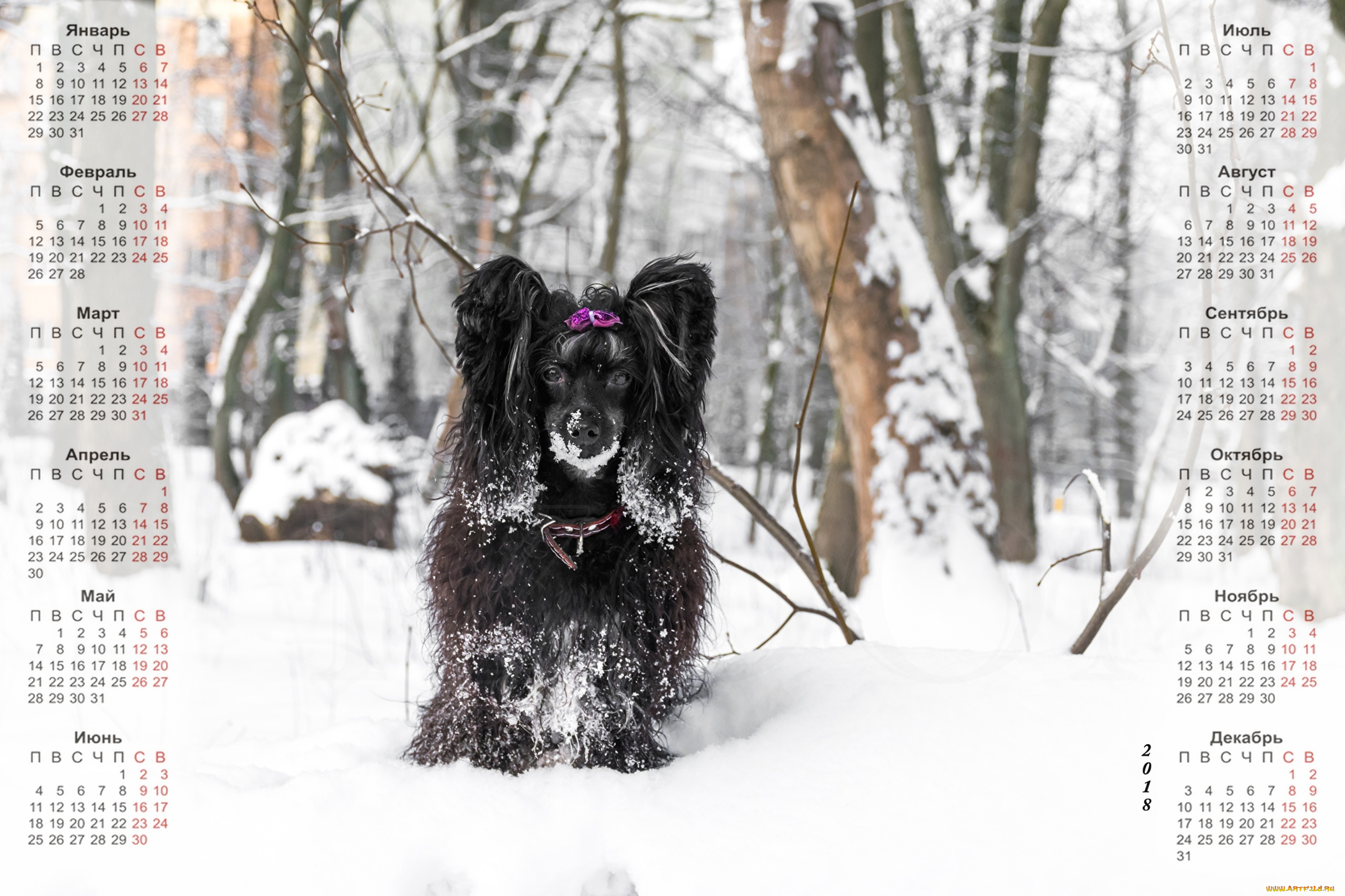календари, животные, взгляд, снег, собака, черный, цвет