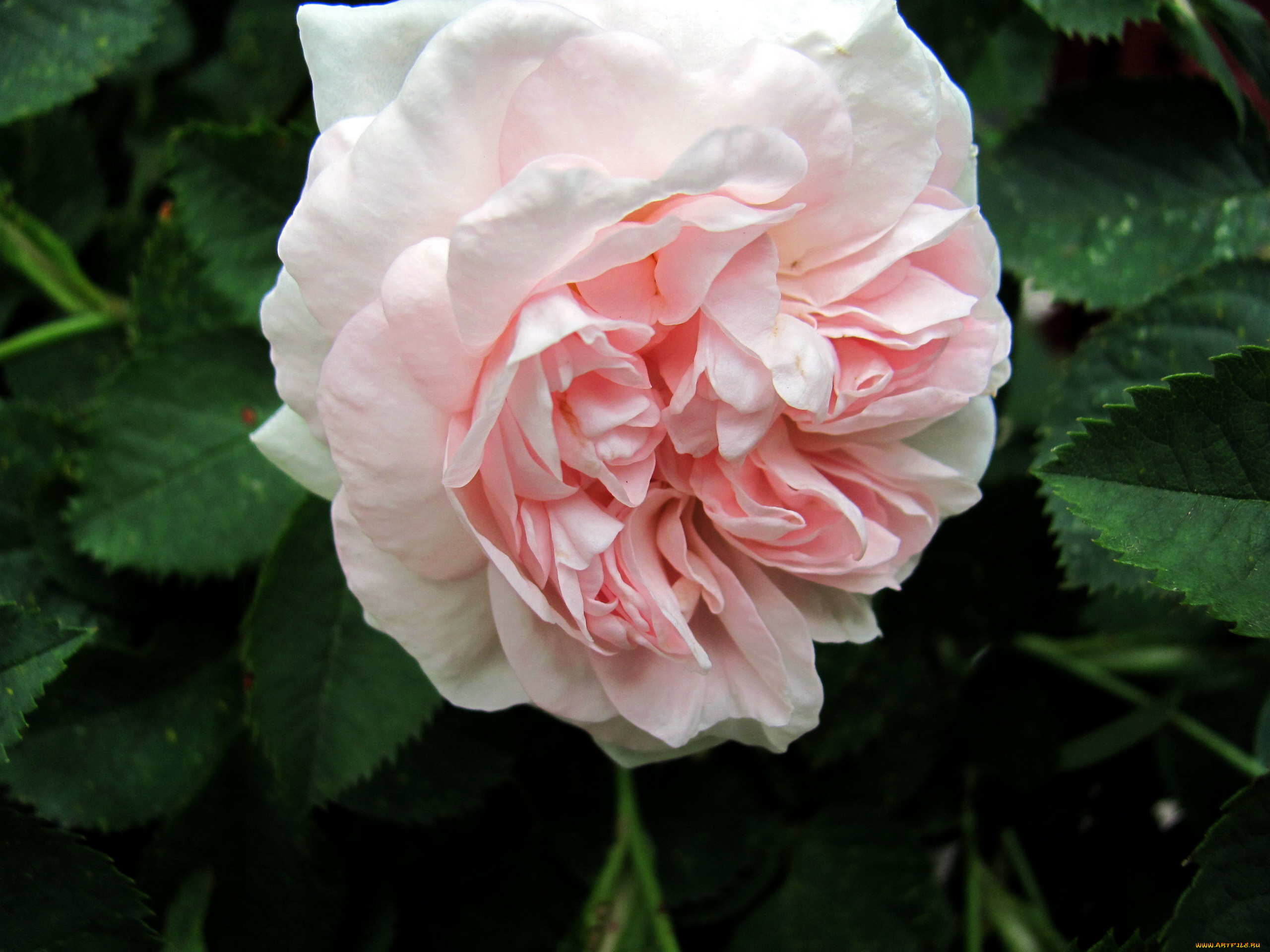 цветы, розы, макро