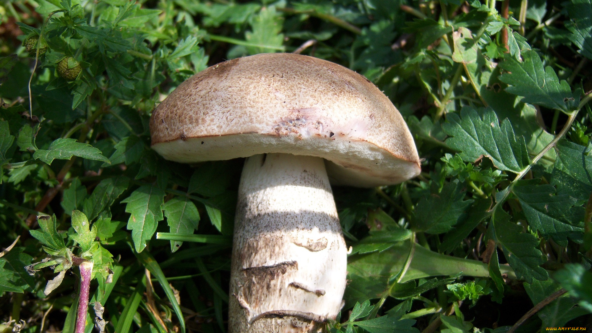 еда, грибы, , грибные, блюда, гриб