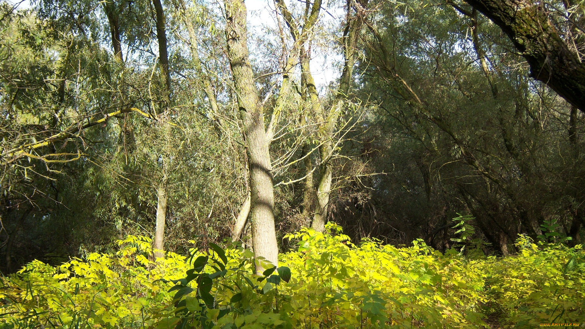 природа, лес, осень