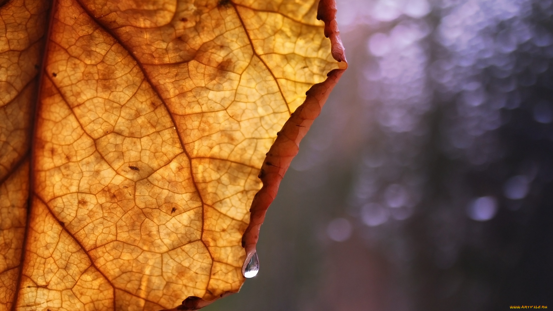 природа, макро, фон, лист, осень