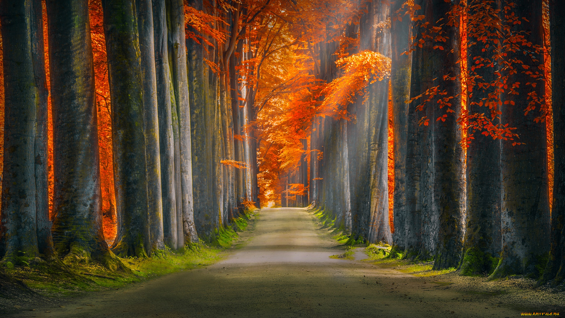 природа, парк, аллея, дорога, осень, лес, листья, деревья, ветки