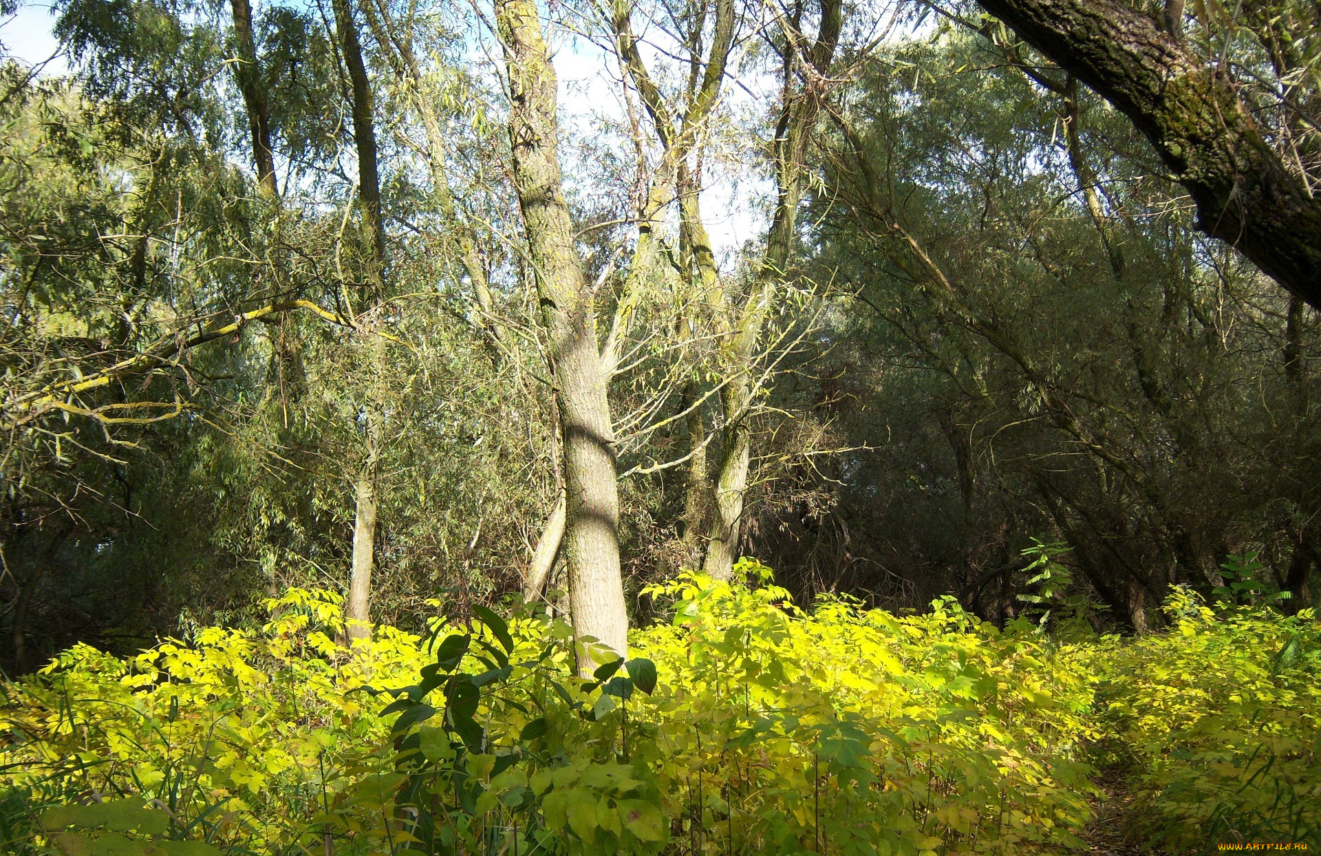 природа, лес, осень