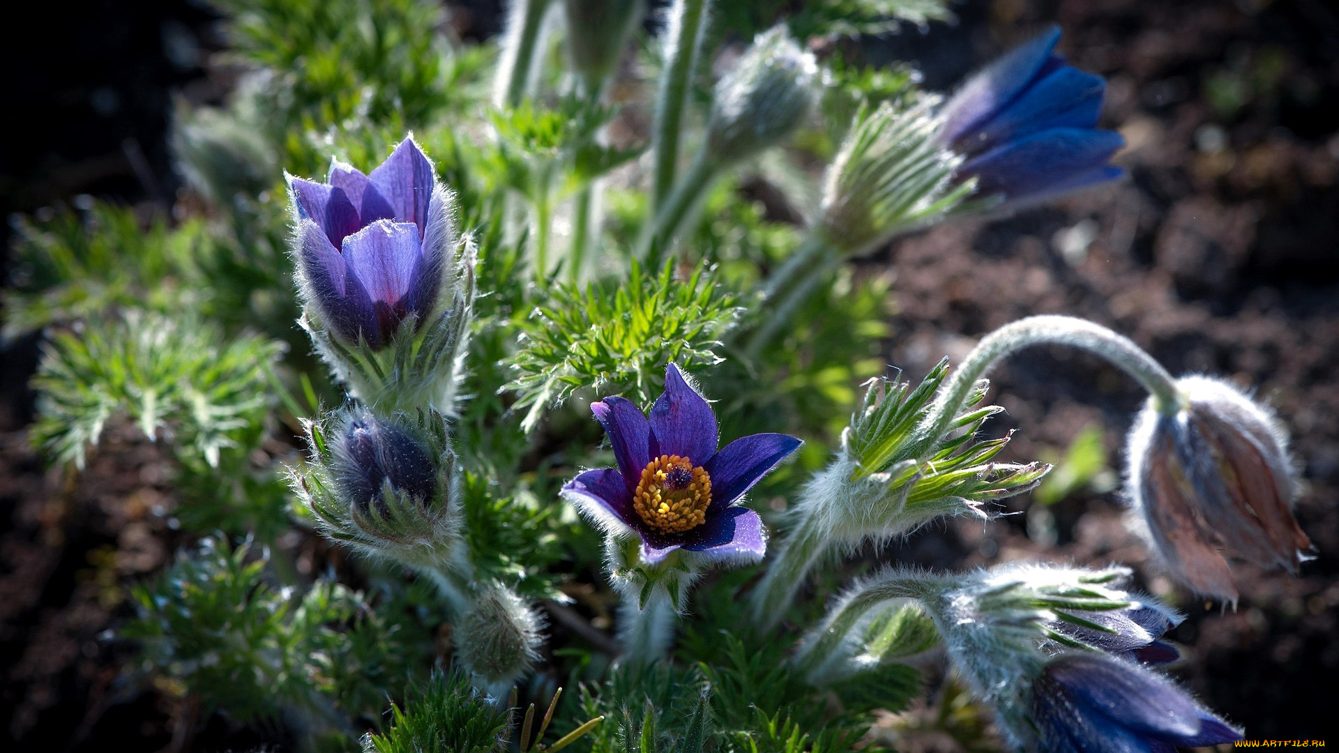 цветы, анемоны, , сон-трава, сон-трава