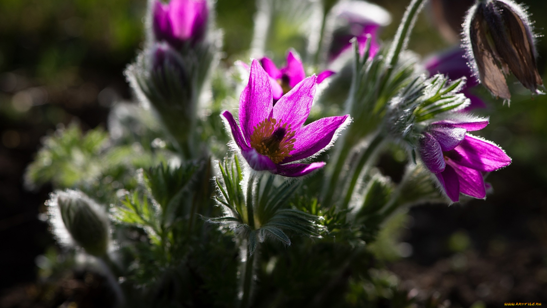 цветы, анемоны, , сон-трава, сон-трава