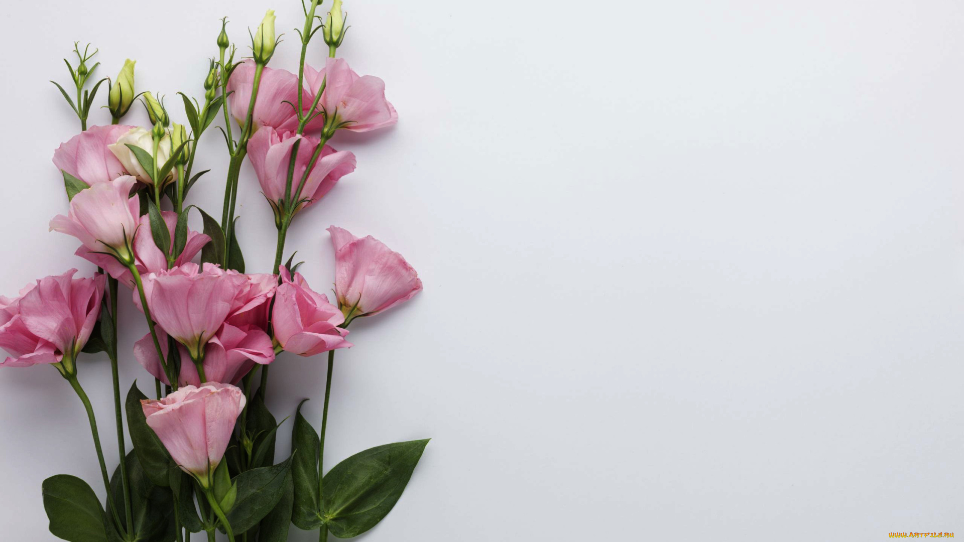 цветы, эустома, розовая, букет