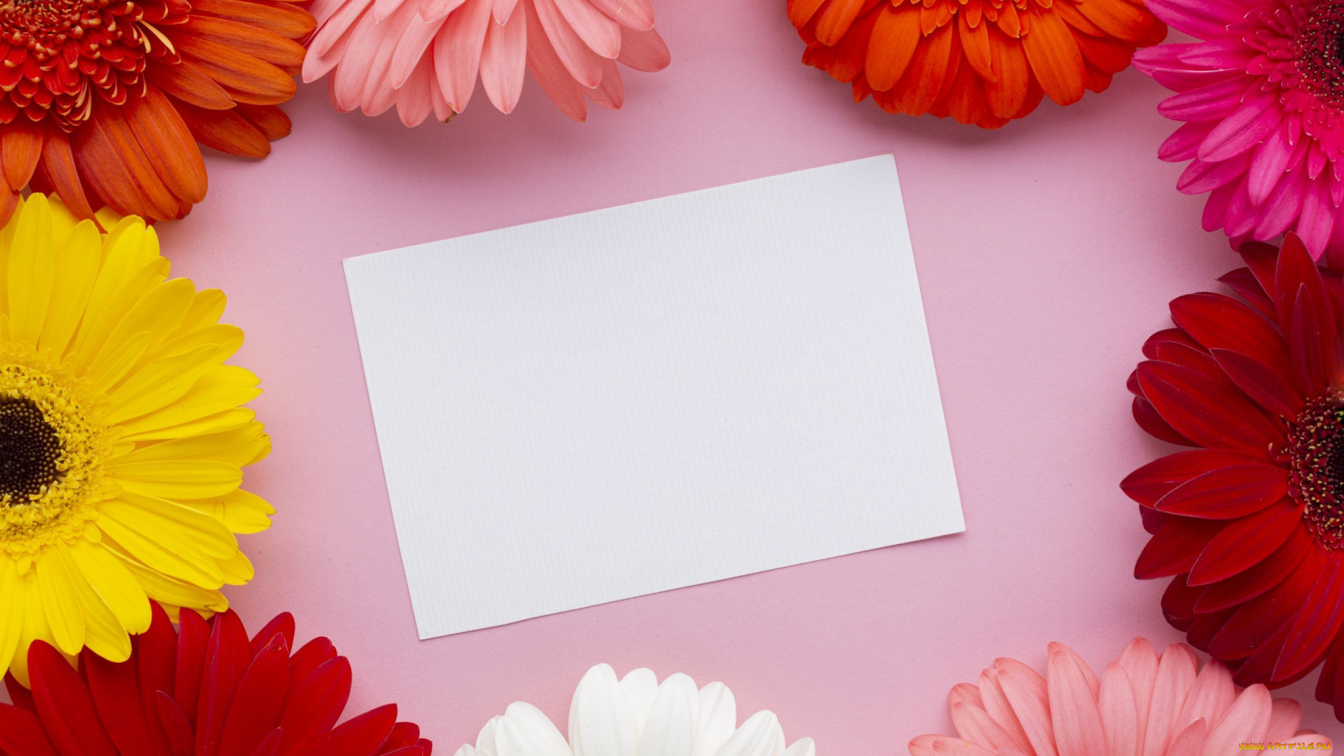 цветы, герберы, разноцветные, белая, бумага