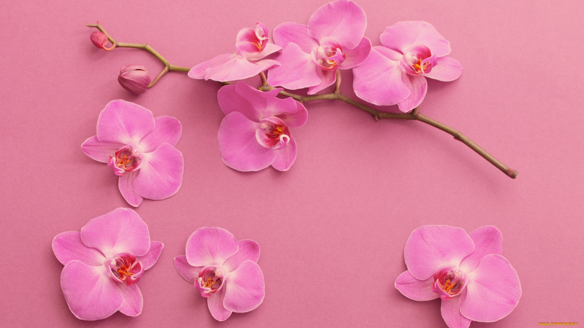 цветы, орхидеи, экзотика