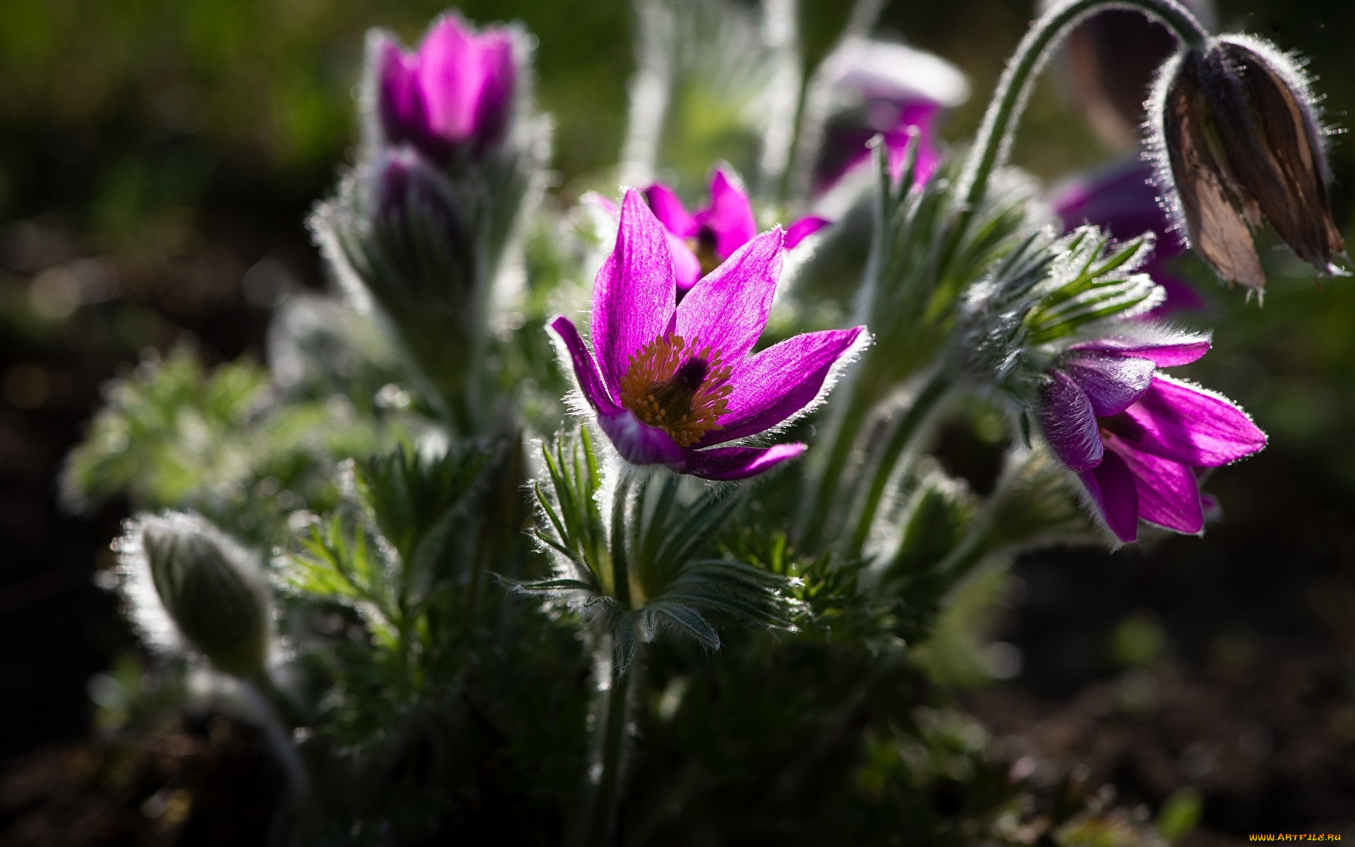цветы, анемоны, , сон-трава, сон-трава